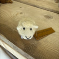 Sheep